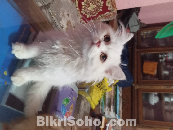 Traditional white male persian